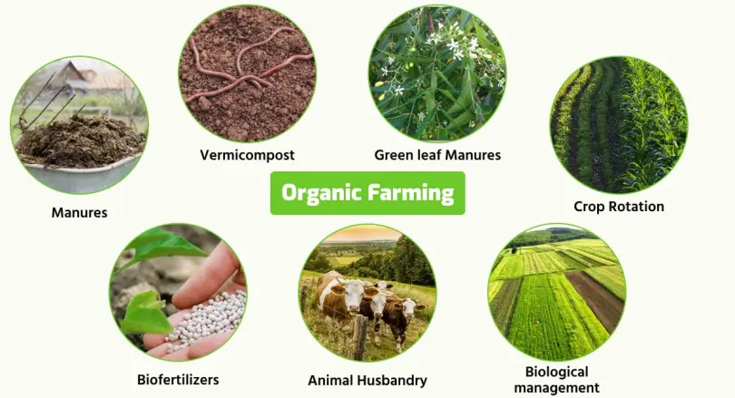 Organic Farming Field