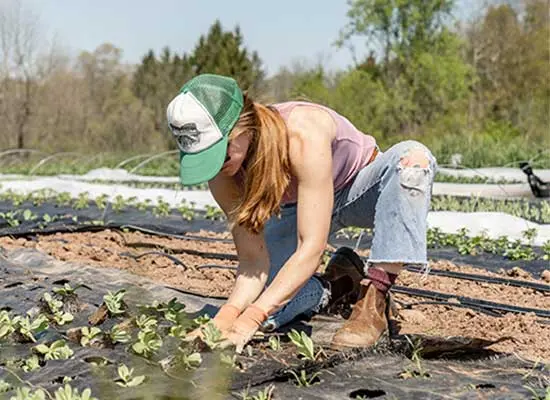 Indian Organic Farms