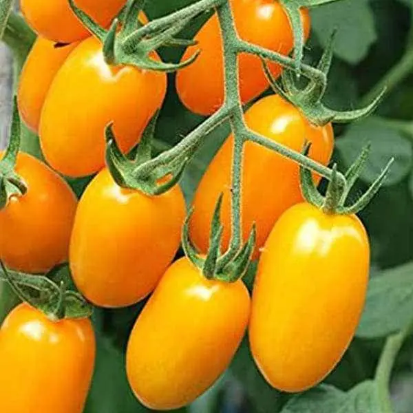 Tomato Cherry Yellow